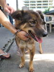 Old: Tag 66 - Adopted - 200903 - Mixed Breed Dog