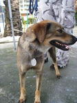 Old: Tag 70 - Adopted - 200903 - Mixed Breed Dog