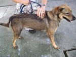 Old: Tag 70 - Adopted - 200903 - Mixed Breed Dog