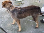 Old: Tag 70 - Adopted - 200903 - Mixed Breed Dog