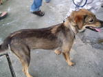 Old: Tag 70 - Adopted - 200903 - Mixed Breed Dog