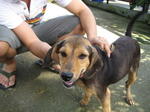 Old: Tag 175 - Mixed Breed Dog