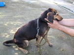 Old: Tag 175 - Mixed Breed Dog