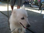 Old: Tag 26 - Adopted - 200903 - Spitz Dog