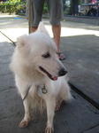 Old: Tag 26 - Adopted - 200903 - Spitz Dog