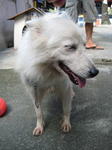 Old: Tag 26 - Adopted - 200903 - Spitz Dog