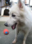 Old: Tag 26 - Adopted - 200903 - Spitz Dog