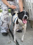 Old: Tag 35 - Adopted - 200903 - Mixed Breed Dog