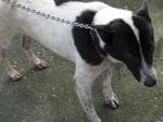 Old: Tag 35 - Adopted - 200903 - Mixed Breed Dog