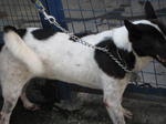 Old: Tag 35 - Adopted - 200903 - Mixed Breed Dog