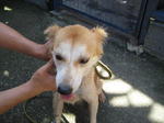 Old: Tag 74 - Adopted - 200903 - Mixed Breed Dog