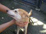 Old: Tag 74 - Adopted - 200903 - Mixed Breed Dog