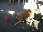 Old: Tag 74 - Adopted - 200903 - Mixed Breed Dog