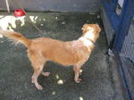 Old: Tag 74 - Adopted - 200903 - Mixed Breed Dog