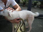 Old: Tag D2 - Adopted - 200903 - Mixed Breed Dog