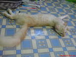 Musyang - Turkish Angora + Oriental Long Hair Cat