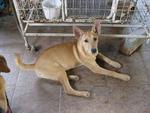 i can guard house with my big big ears!