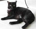 Gina - Domestic Short Hair Cat