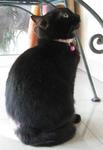 Gina - Domestic Short Hair Cat