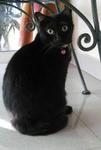 Gina - Domestic Short Hair Cat