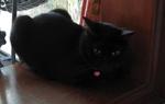 Gina - Domestic Short Hair Cat