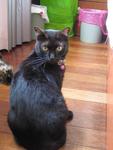 Gina - Domestic Short Hair Cat