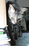 Rajah - Domestic Short Hair Cat