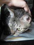 Rajah - Domestic Short Hair Cat