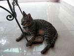 Rajah - Domestic Short Hair Cat