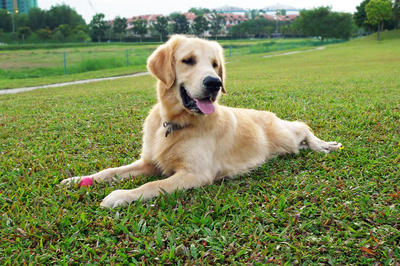 Golden Retriever 小路（xiao Loo) - Golden Retriever Dog