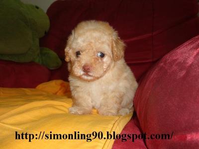 Light Brown - Poodle Dog