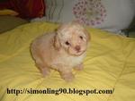 Light Brown - Poodle Dog