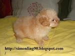 Light Brown - Poodle Dog