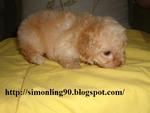 Light Brown - Poodle Dog