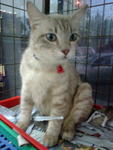 Blancharte - Domestic Short Hair Cat