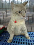 Blancharte - Domestic Short Hair Cat