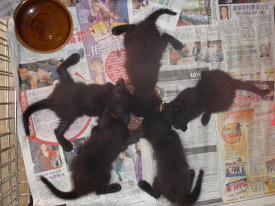 5 Little Black Beauty - Domestic Medium Hair + Domestic Short Hair Cat