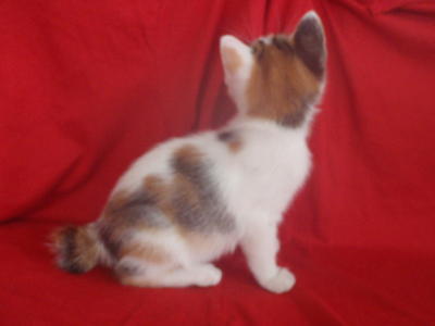 Japanese Bobtail - Japanese Bobtail + Domestic Medium Hair Cat