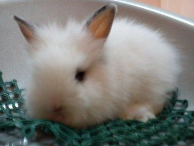 Senbee - Angora Rabbit Rabbit