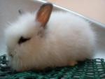 Senbee - Angora Rabbit Rabbit