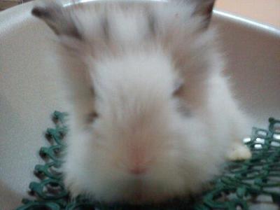 Senca - Angora Rabbit Rabbit