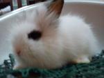 Senca - Angora Rabbit Rabbit