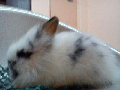 Sendee - Angora Rabbit Rabbit