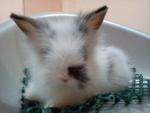 Sendee - Angora Rabbit Rabbit