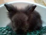 Senna - Angora Rabbit Rabbit