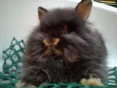 Simple - Angora Rabbit Rabbit