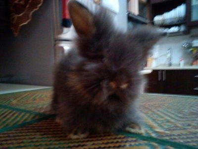 Simmee - Angora Rabbit Rabbit