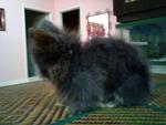 Simmee - Angora Rabbit Rabbit