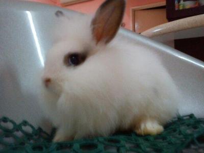 Simba - Angora Rabbit Rabbit