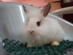 Simba - Angora Rabbit Rabbit